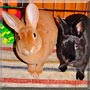 Lizzie, Elliot the Rabbits