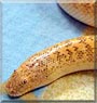 Eryx the Arabian Sand Boa