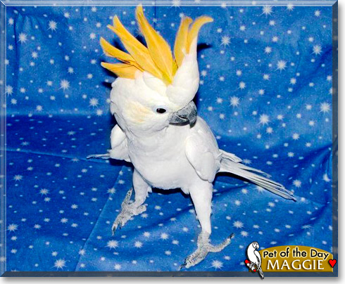 Maggie, the Pet of the Day Maggie, the Pet of the Day