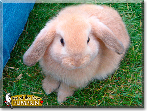 Pumpkin, the Pet of the Day Pumpkin, the Pet of the Day