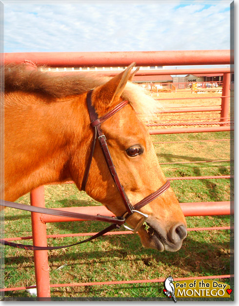 Montego, the Pet of the Day