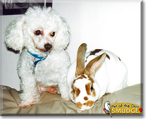 Smudge, the Pet of the Day