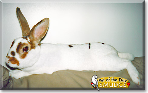 Smudge, the Pet of the Day