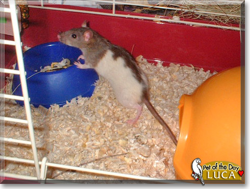 Luca, the Pet of the Day