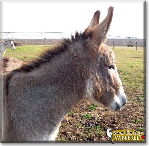 Winifred, the Pet of the Day Winifred, the Pet of the Day