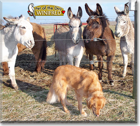 Winifred, the Pet of the Day Winifred, the Pet of the Day