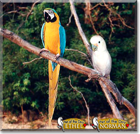 Ethel, Norman, the Pet of the Day