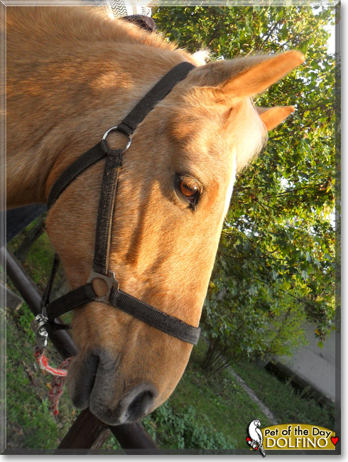 Dolfino, the Pet of the Day