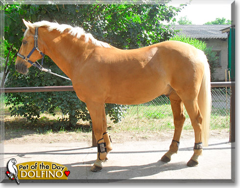 Dolfino, the Pet of the Day Dolfino, the Pet of the Day