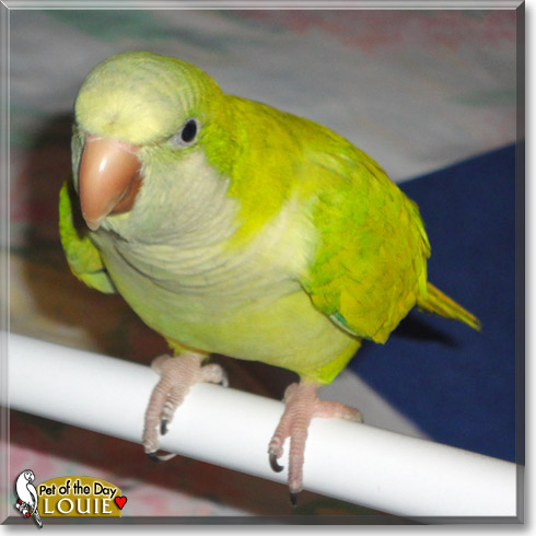 Louie, the Pet of the Day Louie, the Pet of the Day