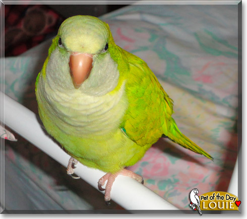 Louie, the Pet of the Day Louie, the Pet of the Day