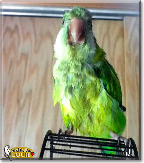 Louie, the Pet of the Day Louie, the Pet of the Day