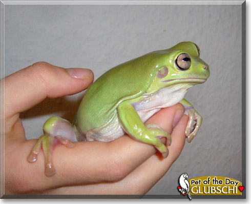 Glubschi, the Pet of the Day Glubschi, the Pet of the Day