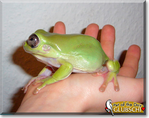 Glubschi, the Pet of the Day Glubschi, the Pet of the Day