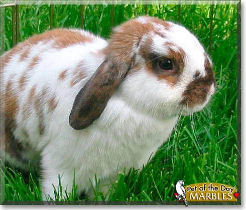 Marbles, the Pet of the Day