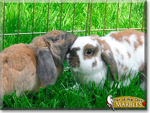 Marbles, the Pet of the Day