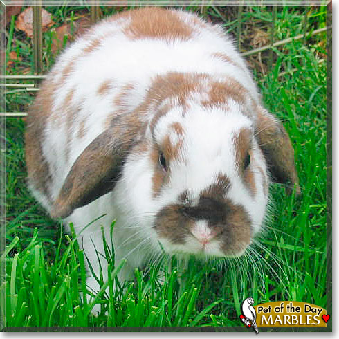 Marbles, the Pet of the Day