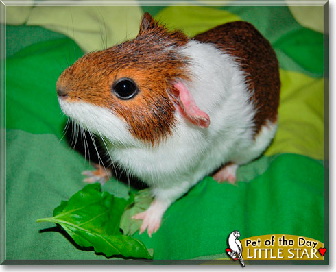 Little Star, the Pet of the Day Little Star, the Pet of the Day