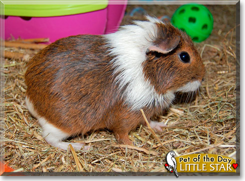 Little Star, the Pet of the Day Little Star, the Pet of the Day