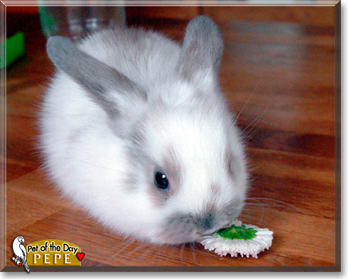 Pepe, the Pet of the Day Pepe, the Pet of the Day