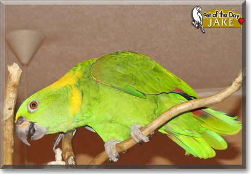 Jake, the Pet of the Day Jake, the Pet of the Day