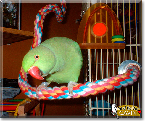Gavin, the Pet of the Day
