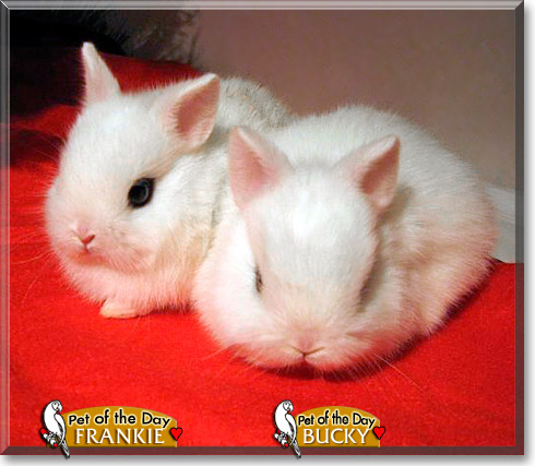 Frankie, Bucky, the Pet of the Day Frankie, Bucky, the Pet of the Day