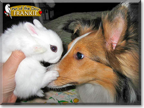 Frankie, Bucky, the Pet of the Day