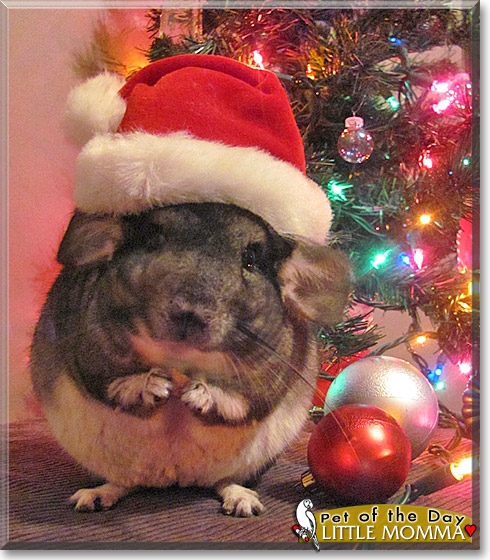 Little Momma, the Pet of the Day Little Momma, the Pet of the Day