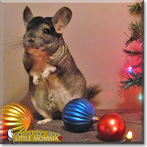 Little Momma, the Pet of the Day