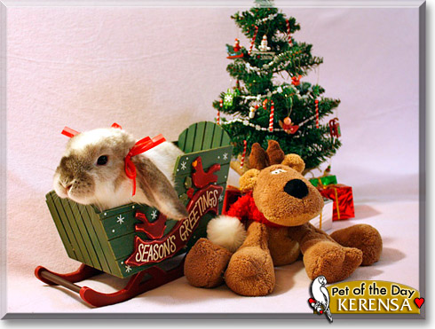 Kerensa, the Pet of the Day