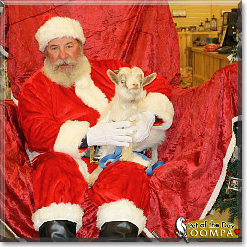 Oompa, the Pet of the Day Oompa, the Pet of the Day