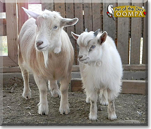 Oompa, the Pet of the Day Oompa, the Pet of the Day