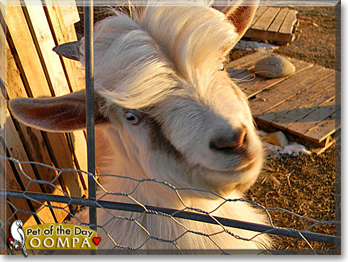 Oompa, the Pet of the Day Oompa, the Pet of the Day