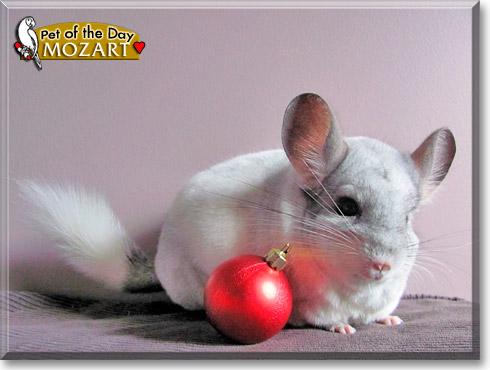 Mozart, the Pet of the Day
