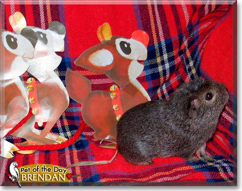 Brendan, the Pet of the Day Brendan, the Pet of the Day