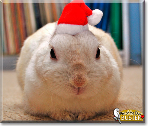 Buster, the Pet of the Day Buster, the Pet of the Day