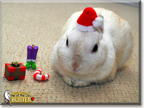 Buster, the Pet of the Day Buster, the Pet of the Day