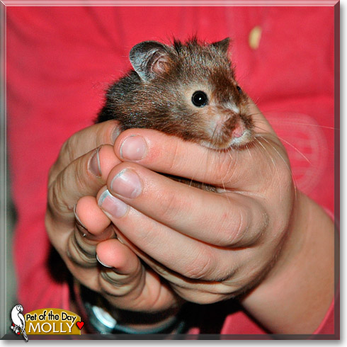 Molly, the Pet of the Day Molly, the Pet of the Day