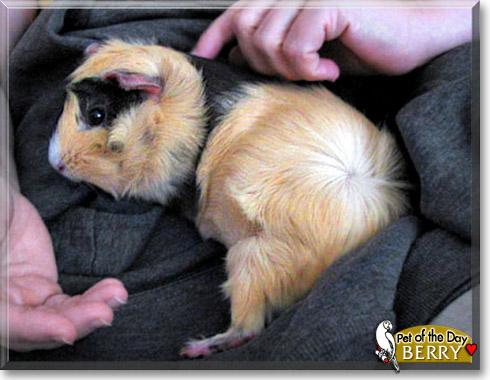 Berry, the Pet of the Day Berry, the Pet of the Day