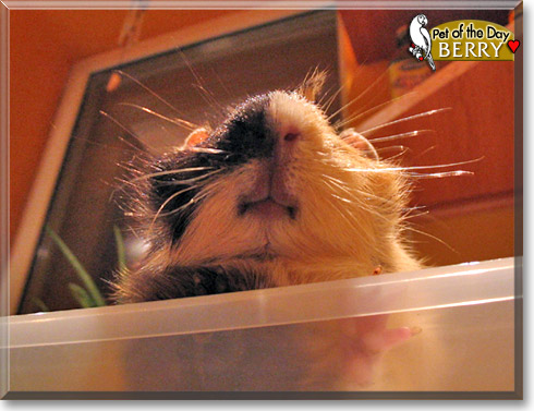 Berry, the Pet of the Day Berry, the Pet of the Day