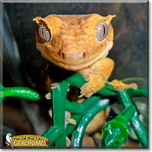 Geronimo, the Pet of the Day