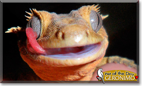 Geronimo, the Pet of the Day