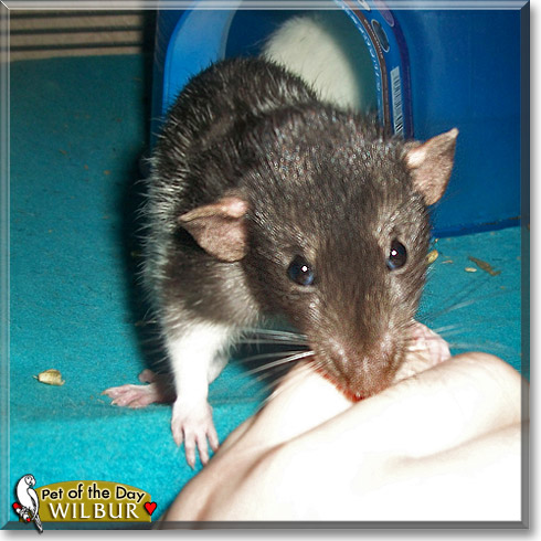 Wilbur, the Pet of the Day Wilbur, the Pet of the Day