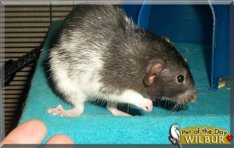 Wilbur, the Pet of the Day Wilbur, the Pet of the Day