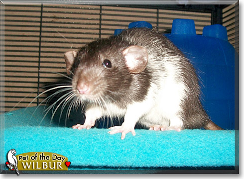 Wilbur, the Pet of the Day Wilbur, the Pet of the Day