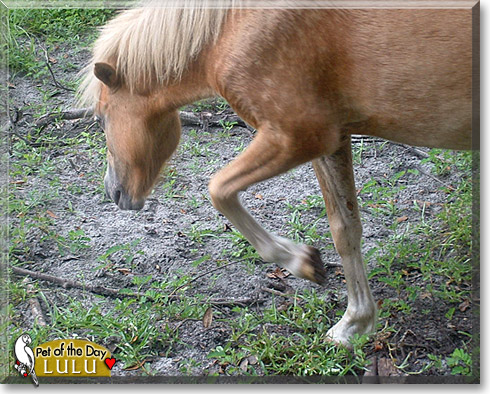LuLu, the Pet of the Day LuLu, the Pet of the Day