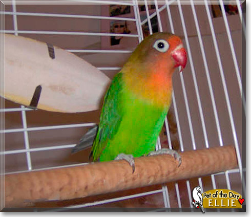 Ellie, the Pet of the Day