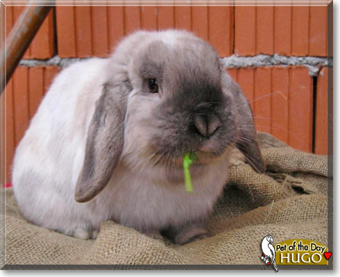 Hugo, the Pet of the Day