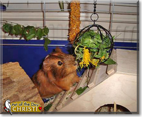 Christi, the Pet of the Day